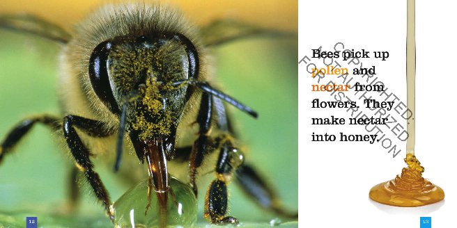 Seedlings: Bees