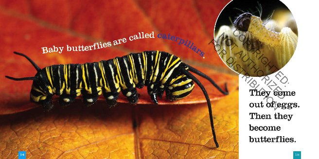 Seedlings: Butterflies