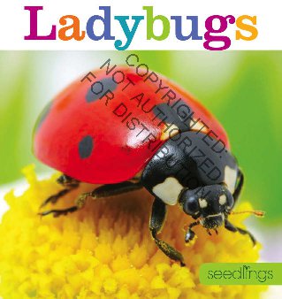 Seedlings: Ladybugs
