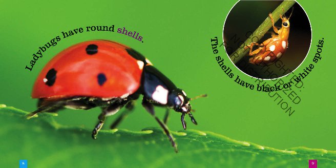 Seedlings: Ladybugs