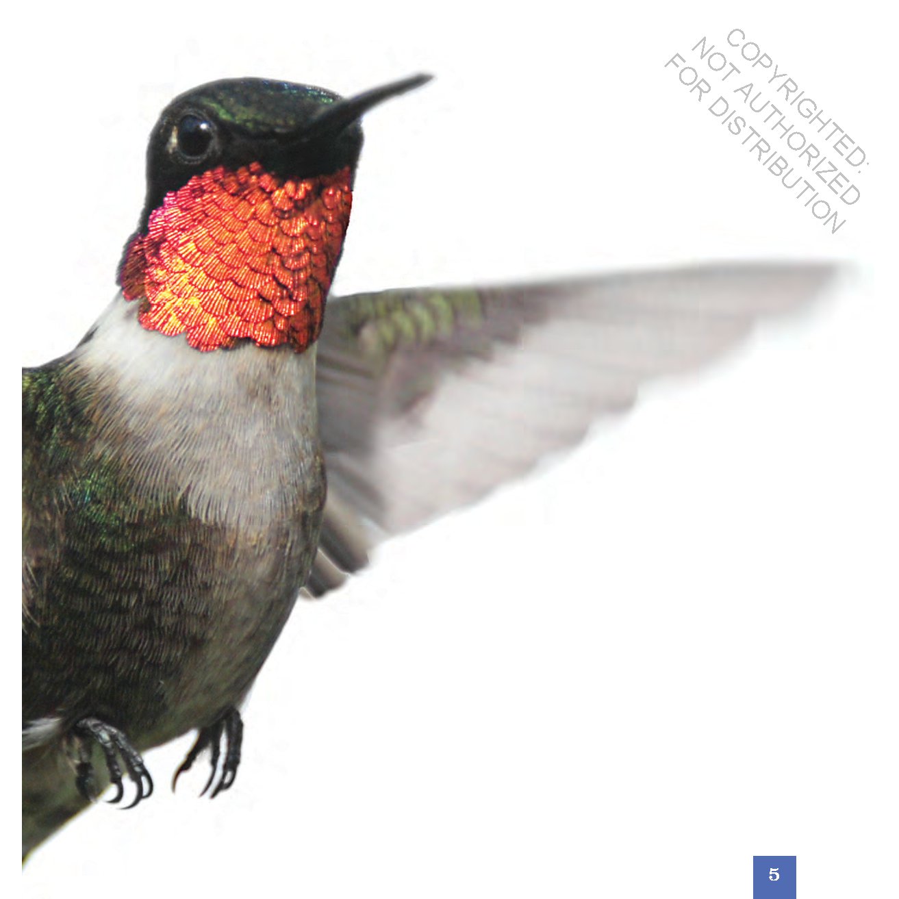 Hummingbirds