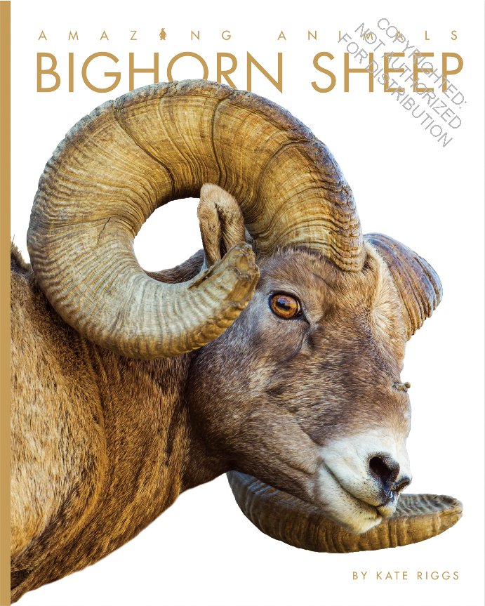 Amazing Animals: Bighorn Sheep