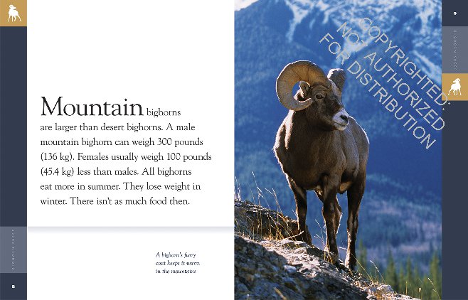 Amazing Animals: Bighorn Sheep