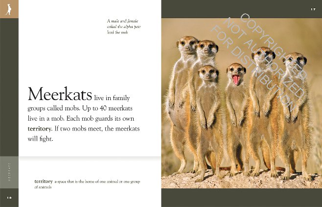 Amazing Animals: Meerkats