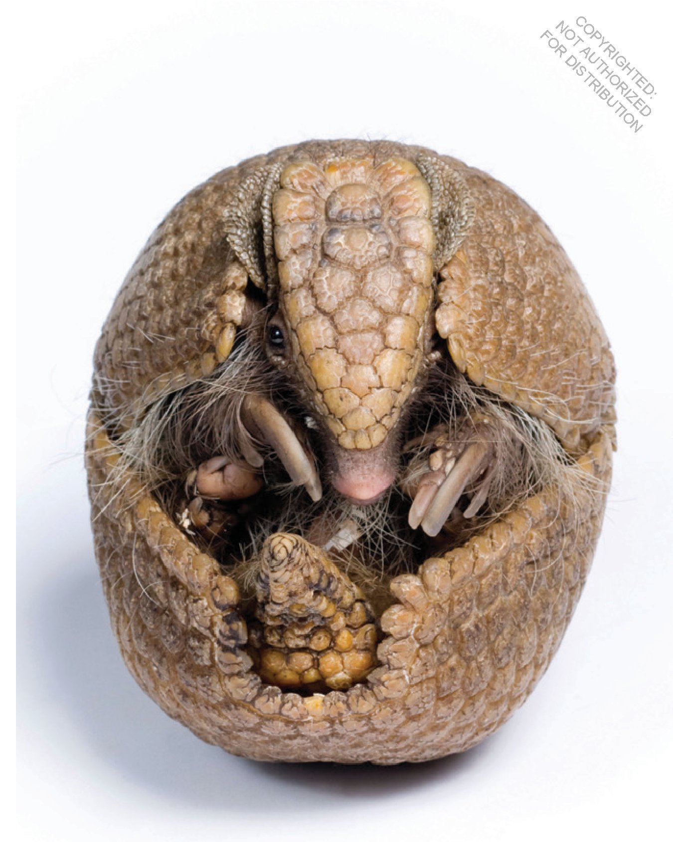 Armadillos