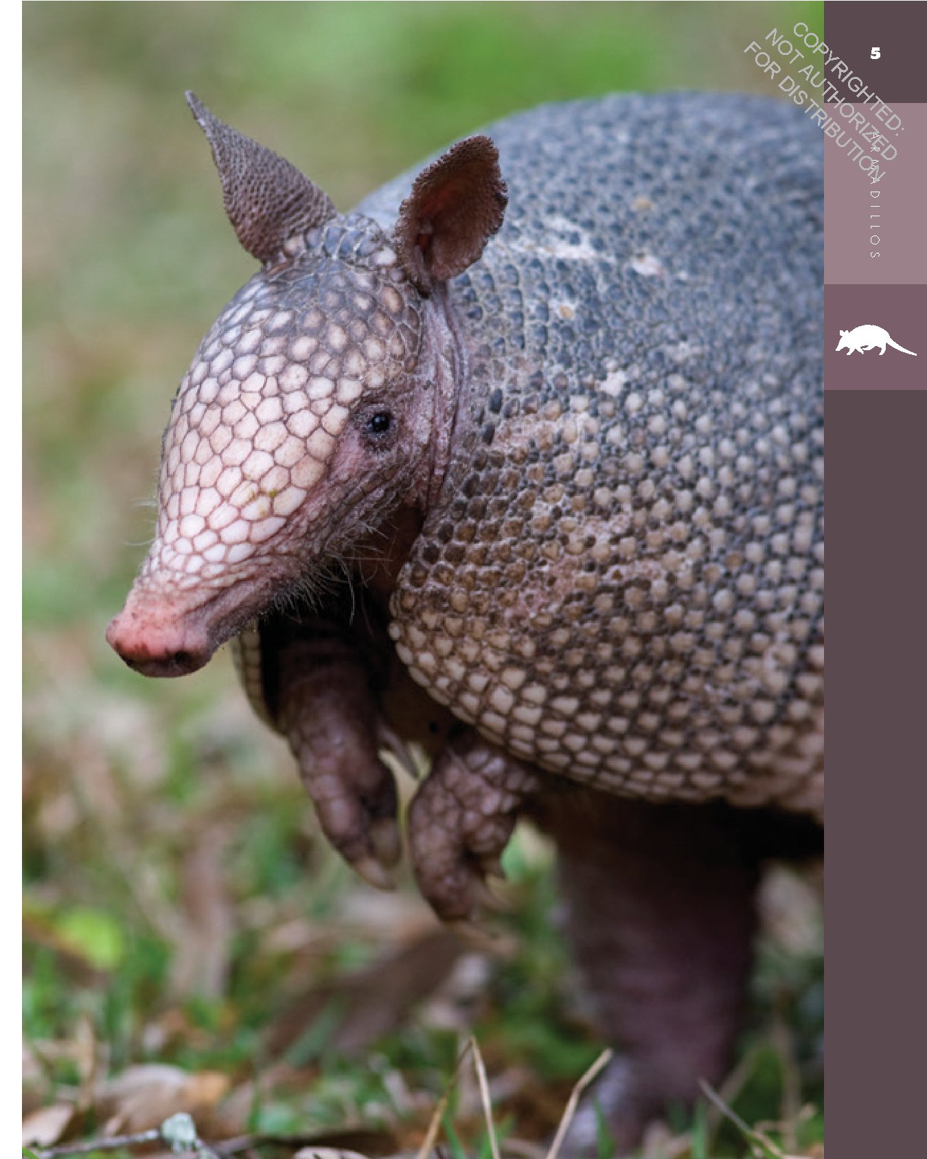 Armadillos