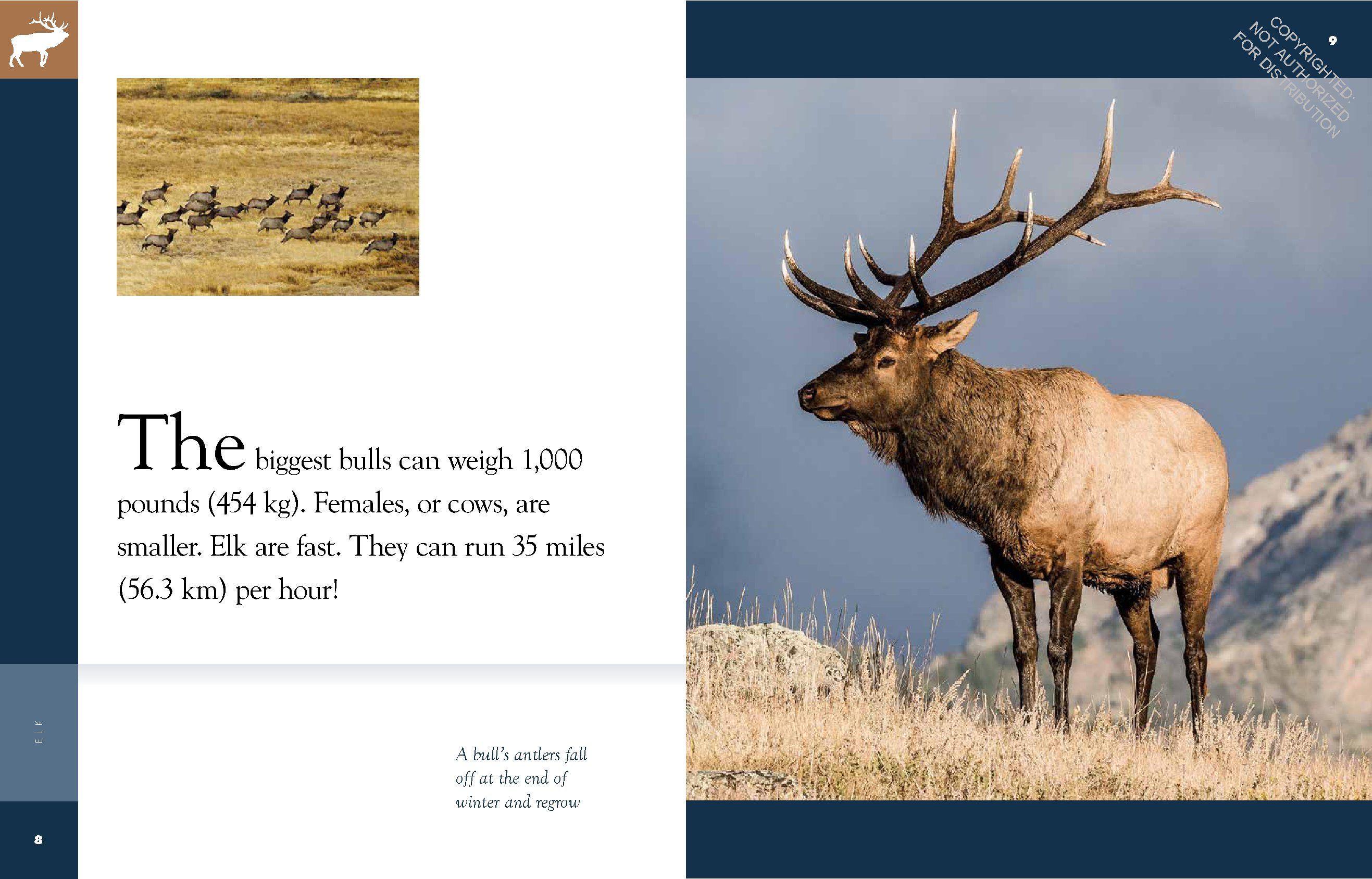 Elk