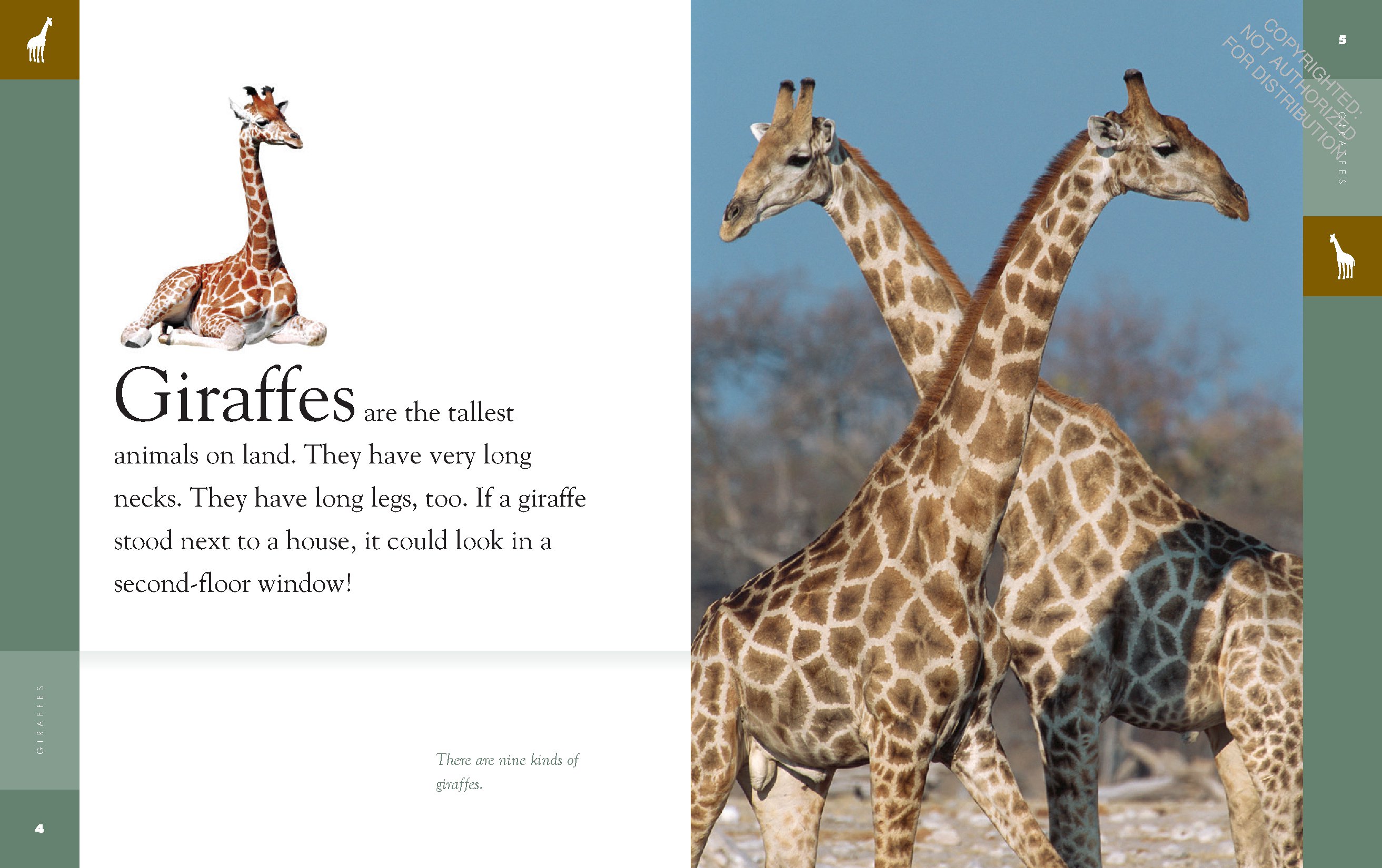 Giraffes