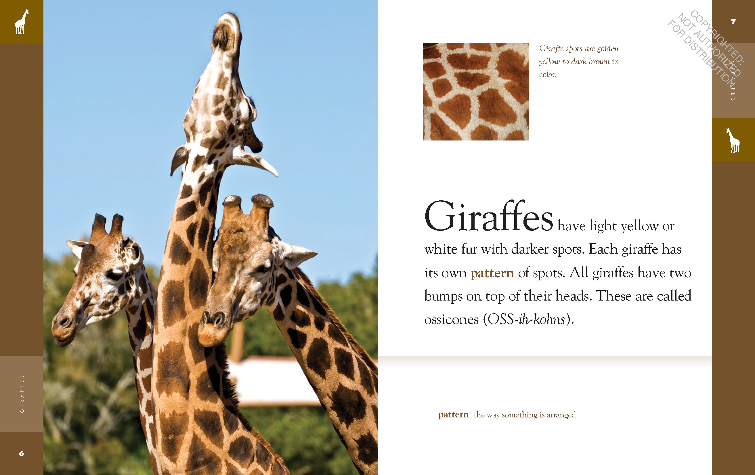Giraffes