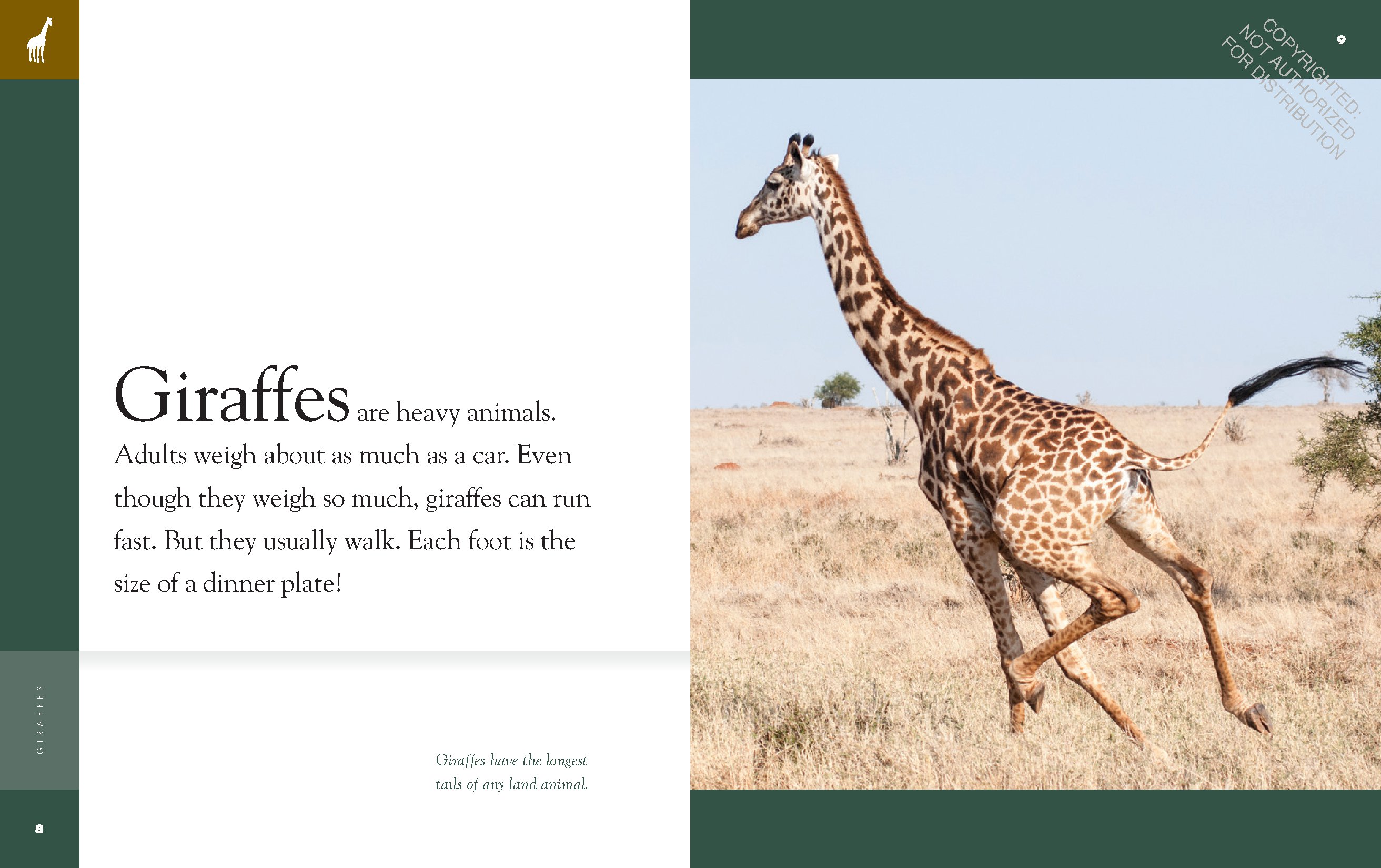 Giraffes