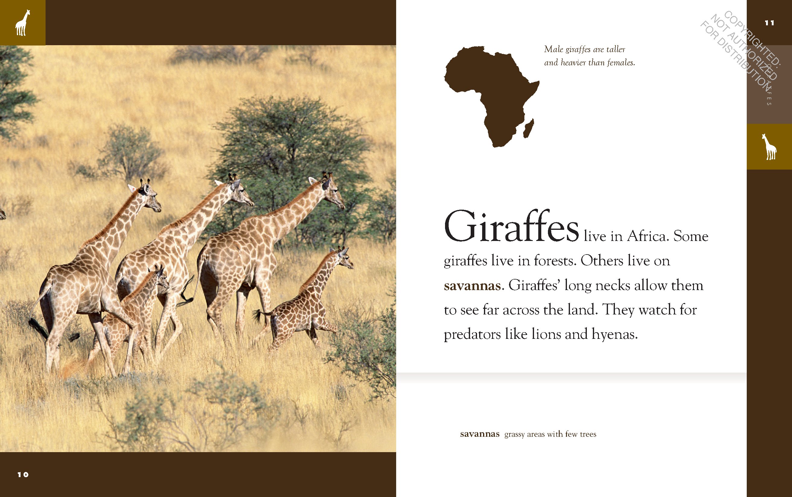 Giraffes