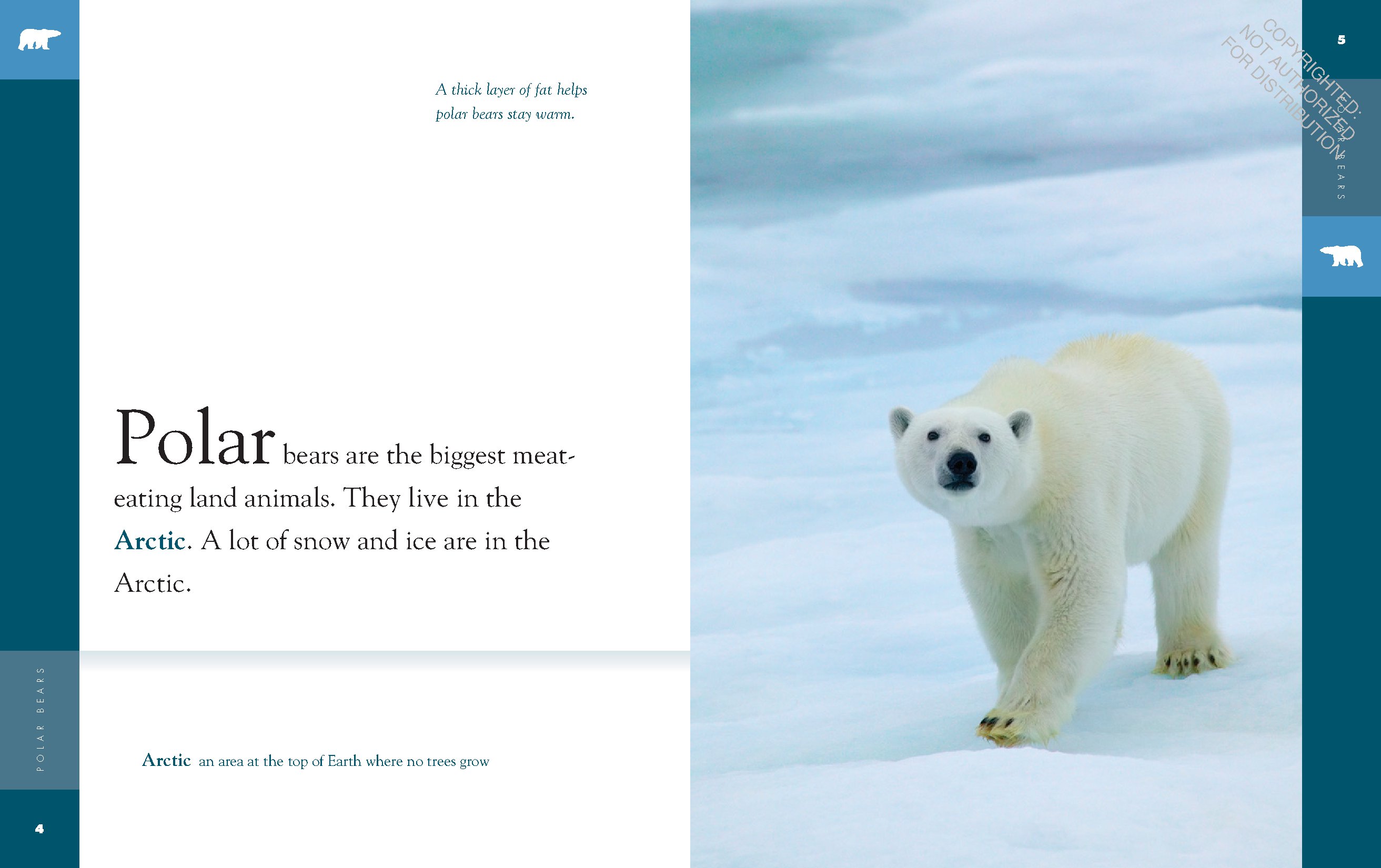 Polar Bears