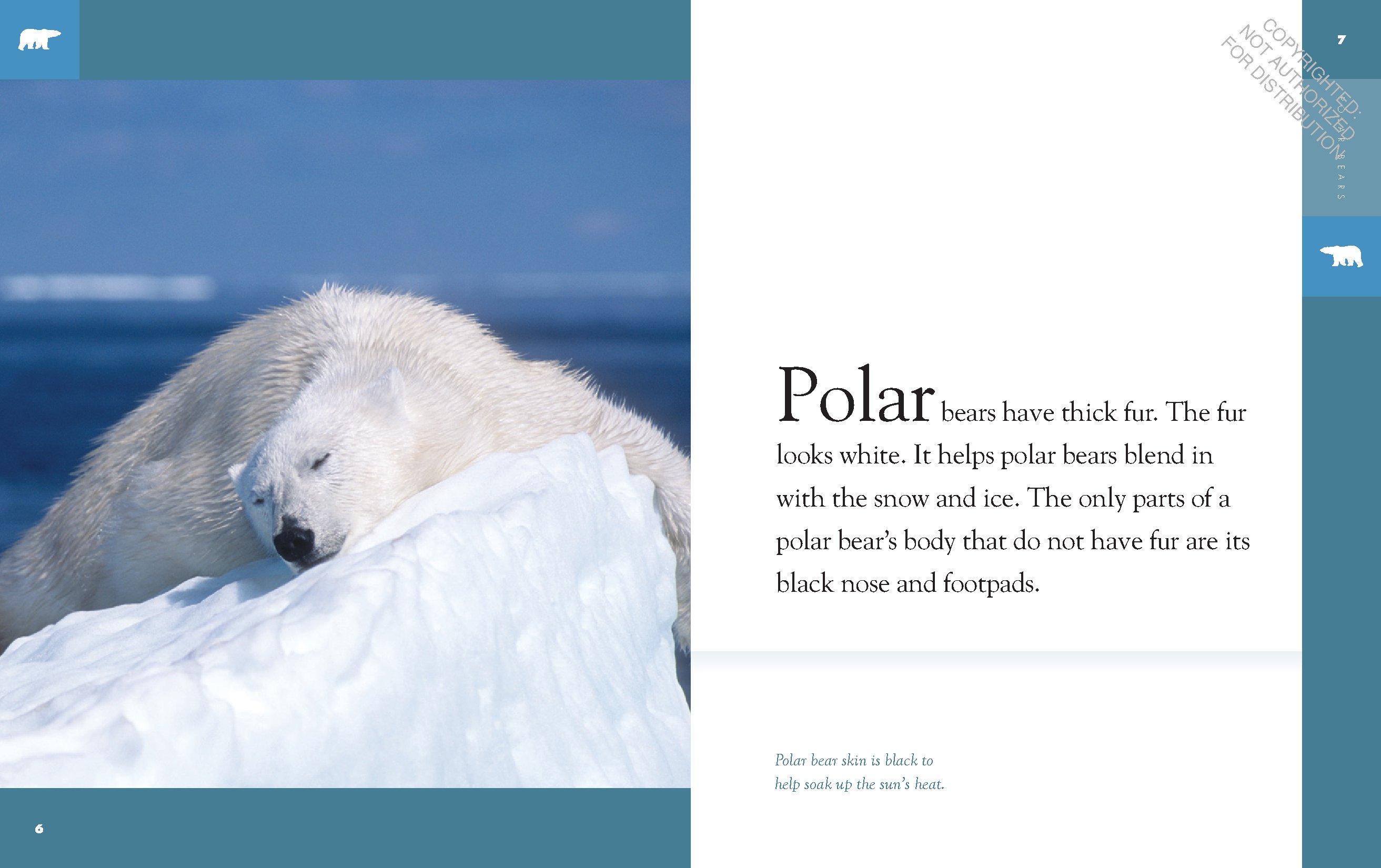 Polar Bears