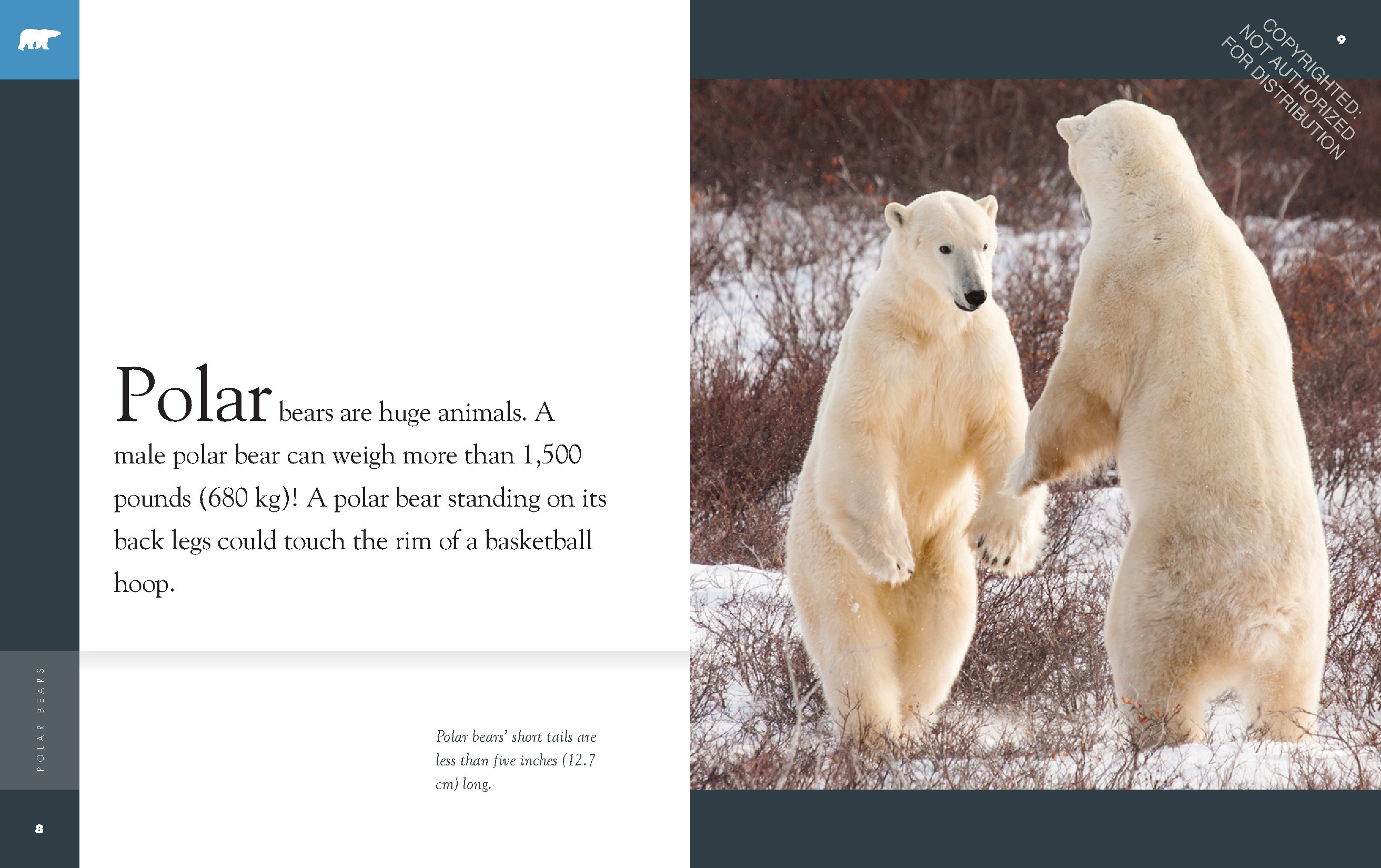 Polar Bears