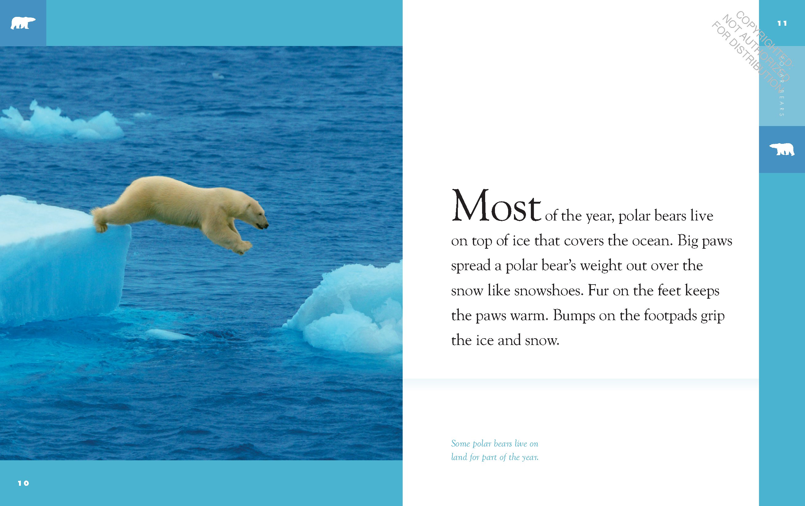 Polar Bears