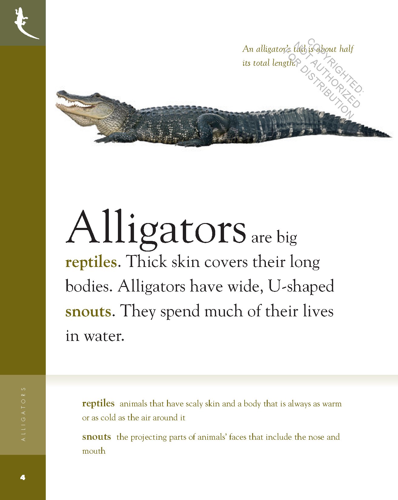 Alligators