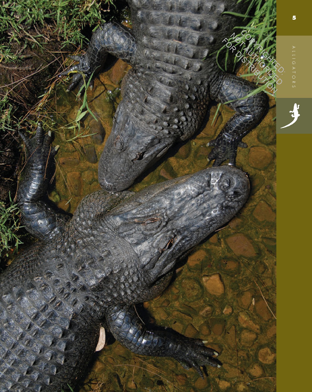 Alligators