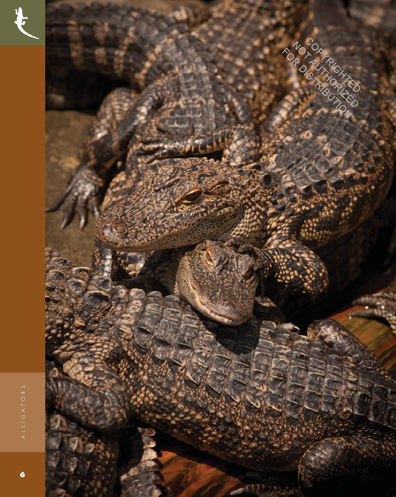 Alligators