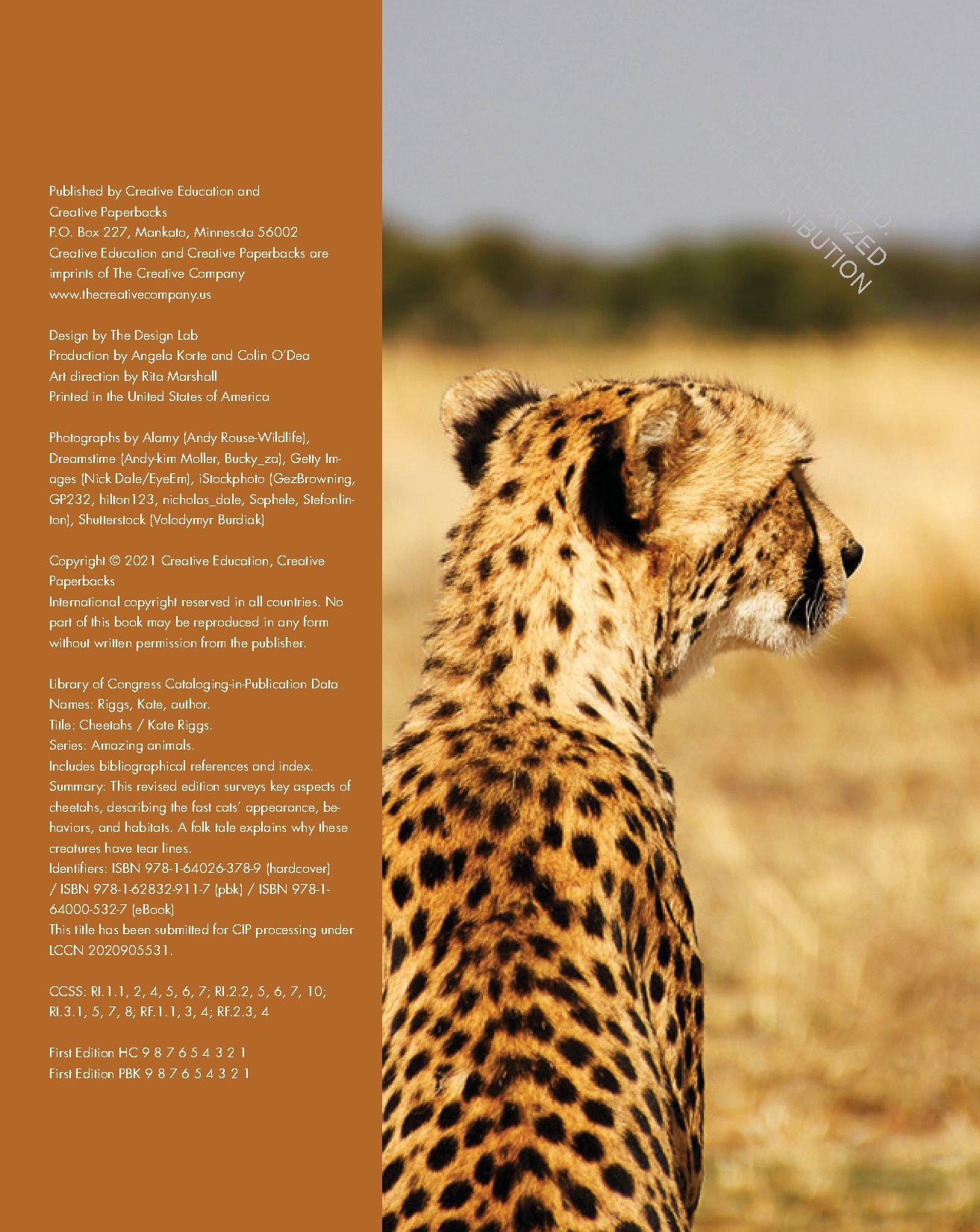 Cheetahs