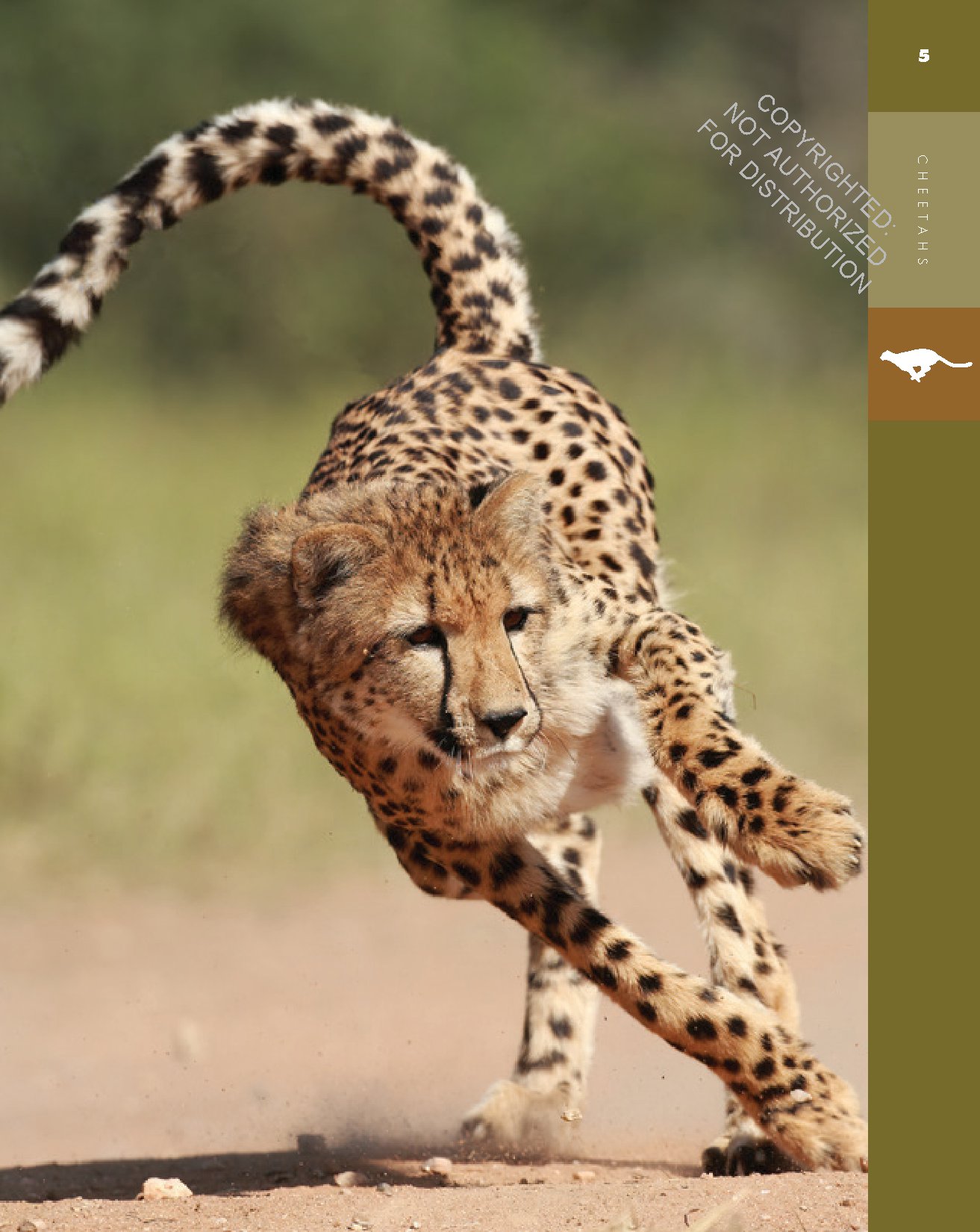 Cheetahs