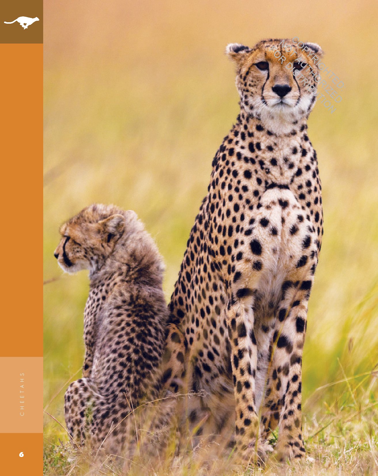 Cheetahs