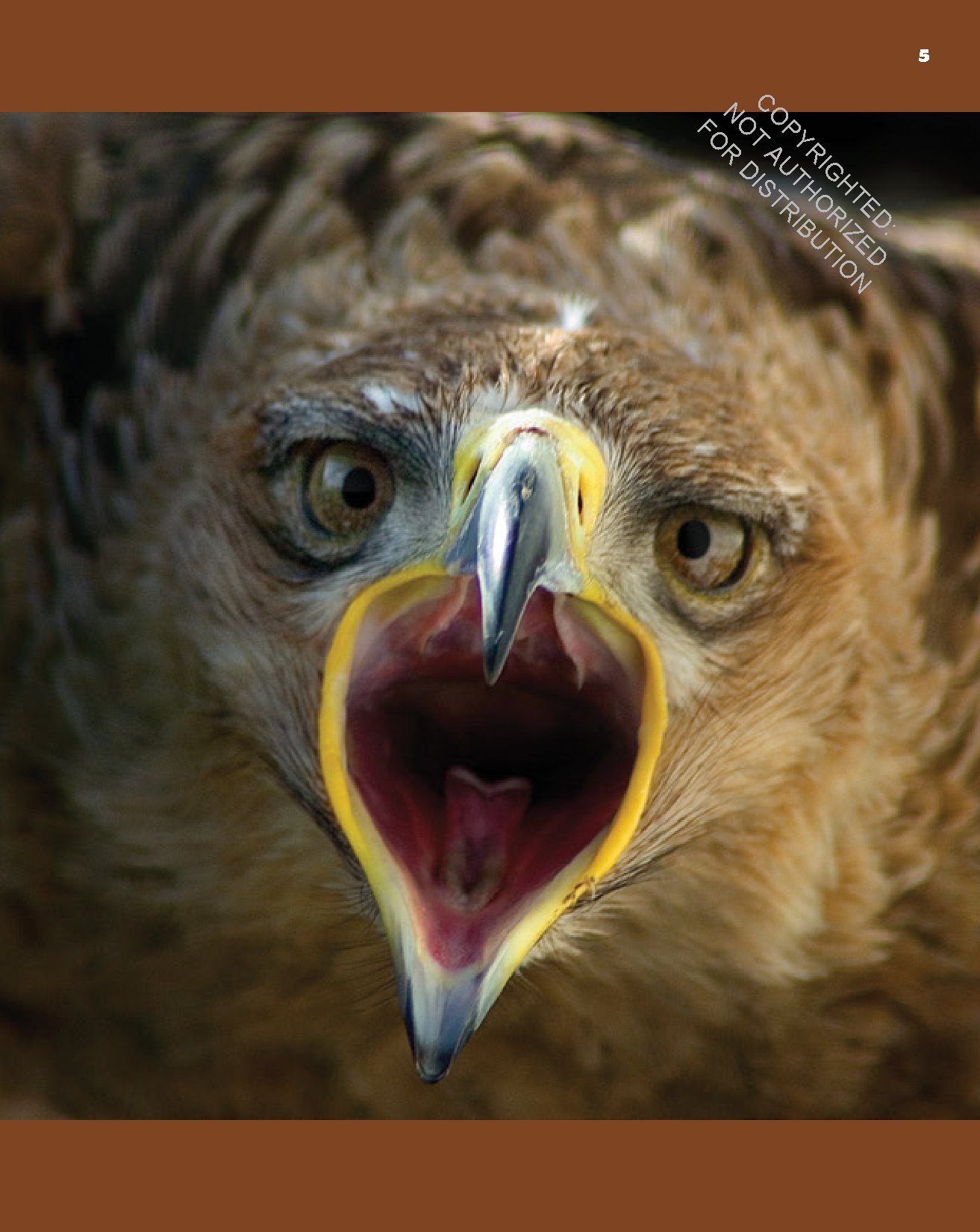 Eagles