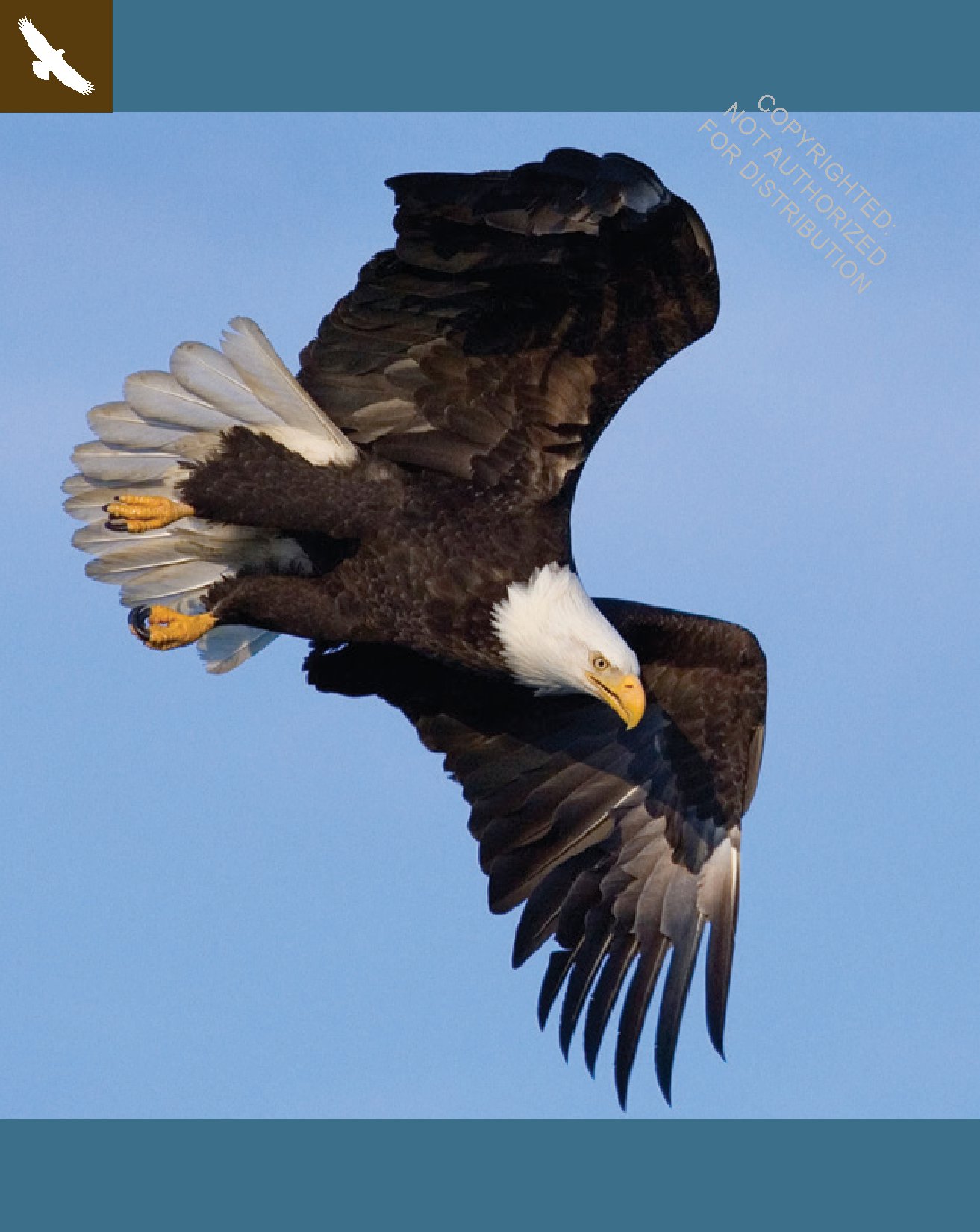 Eagles