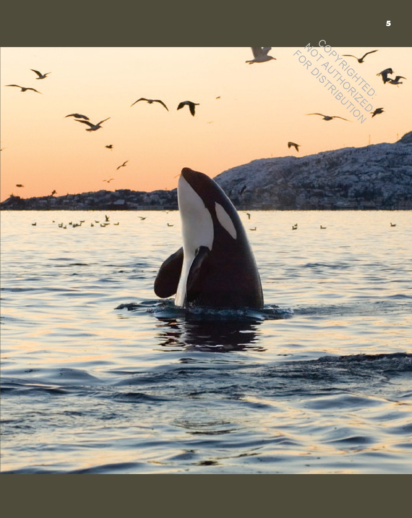 Killer Whales