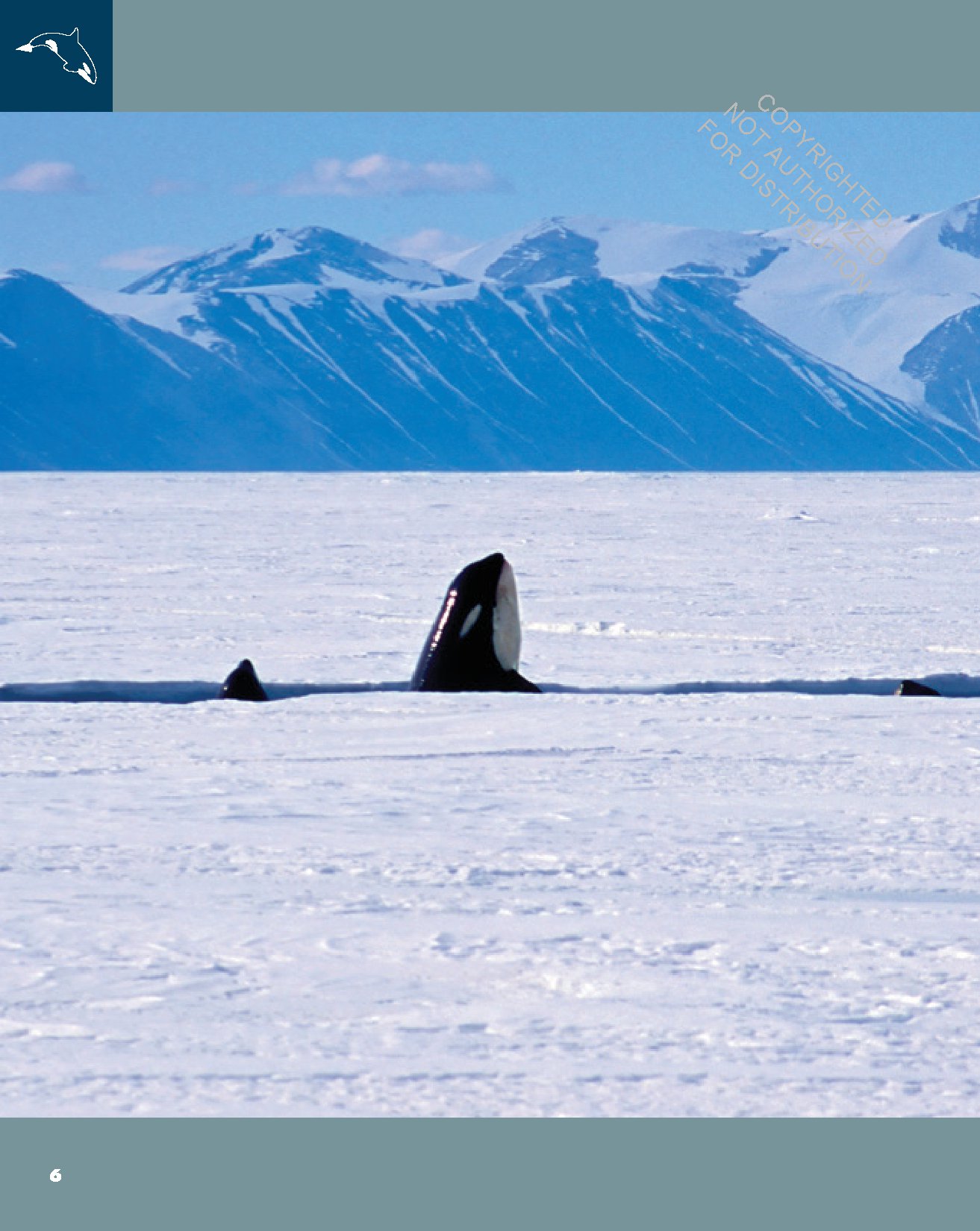 Killer Whales