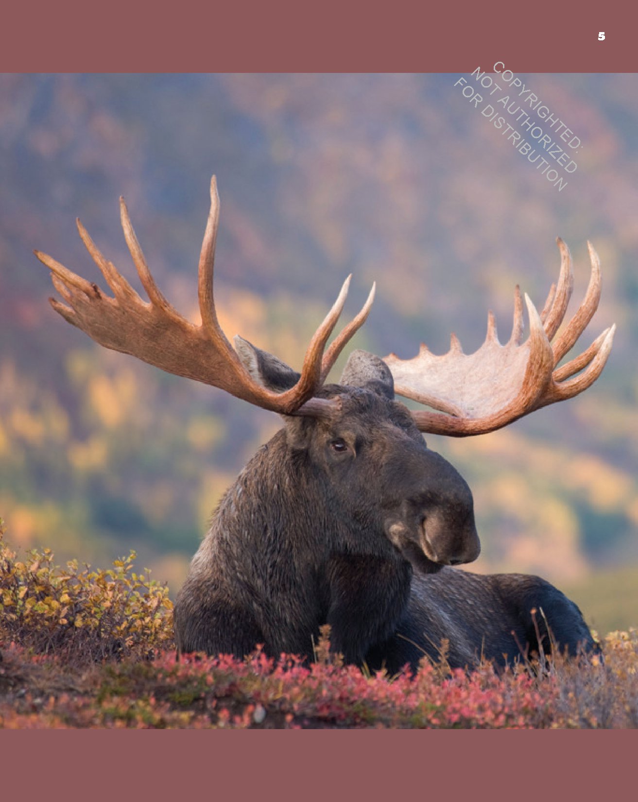 Moose