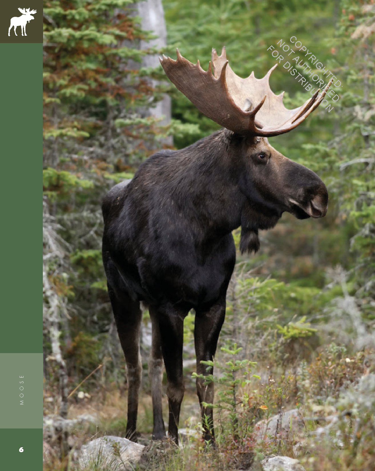 Moose