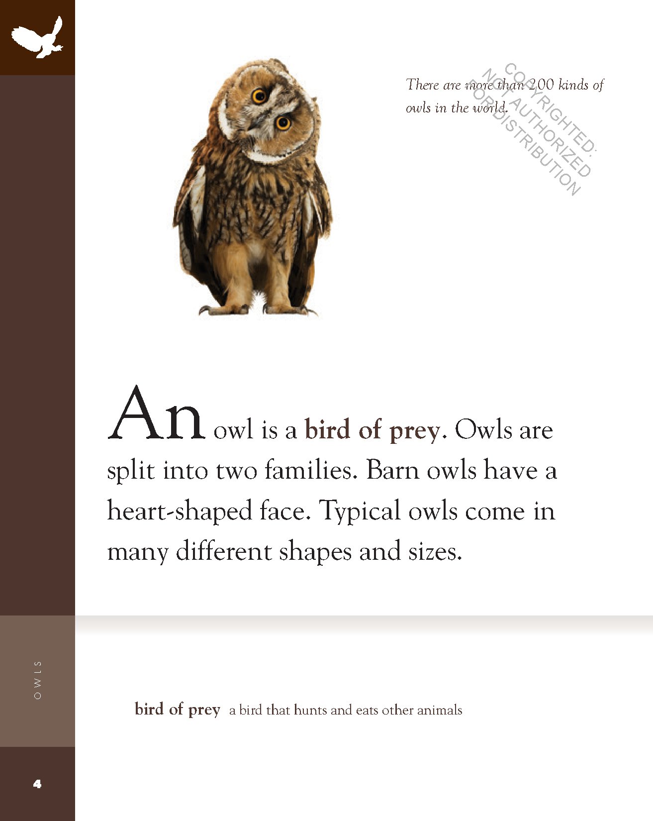 Owls