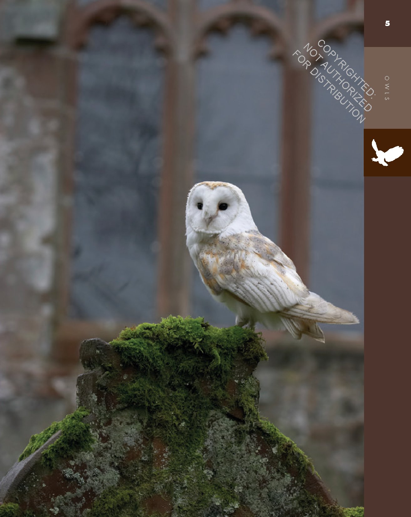 Owls