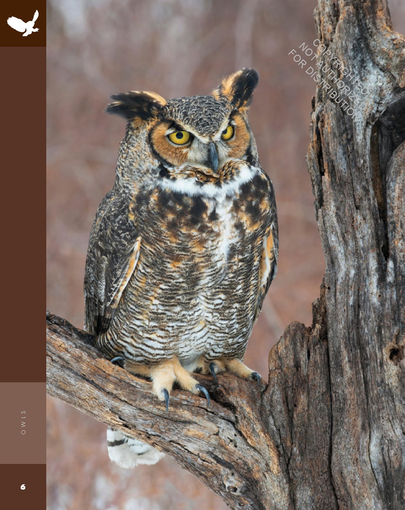 Owls