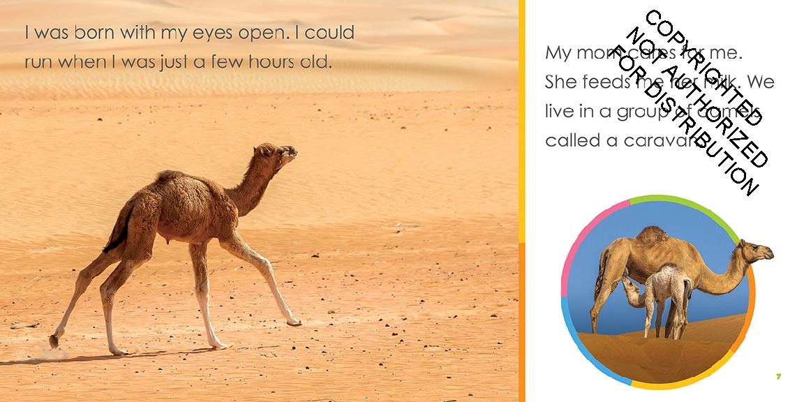 Baby Camels