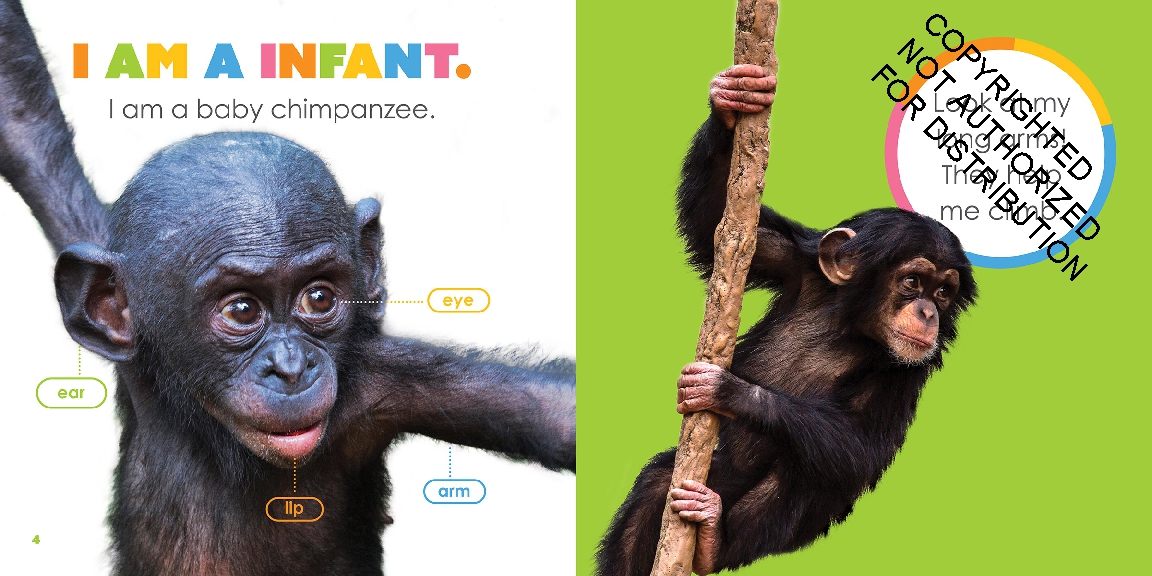 Baby Chimpanzees