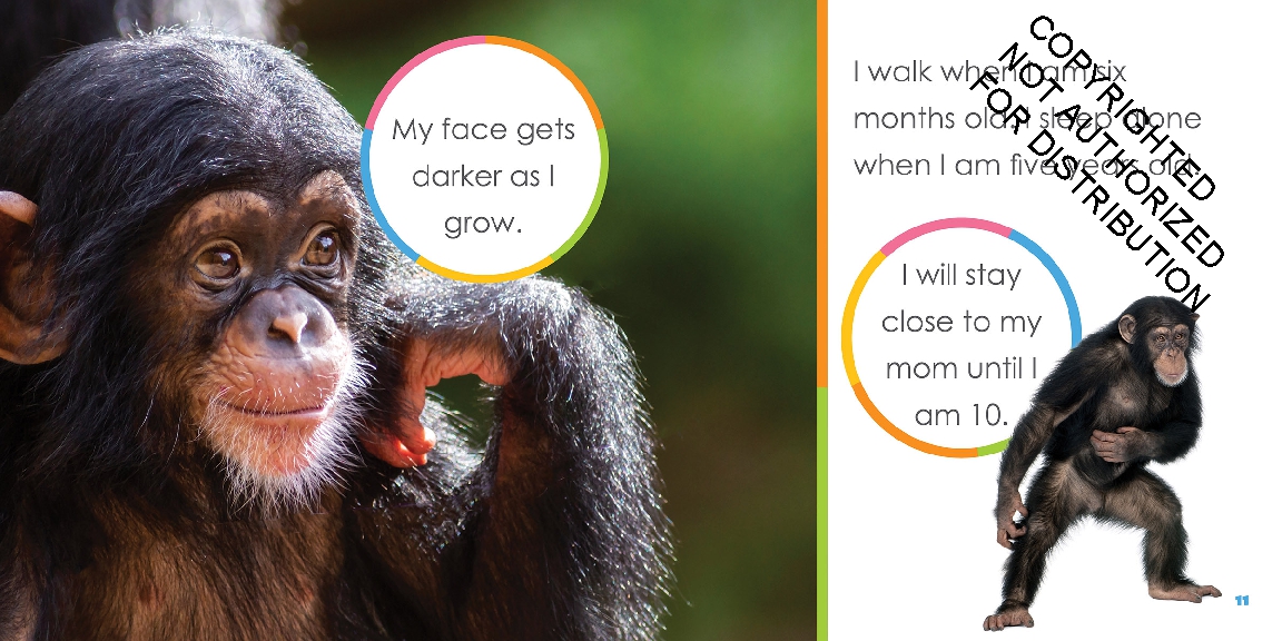 Baby Chimpanzees