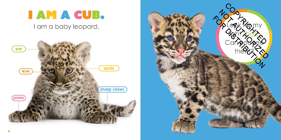 Baby Leopards