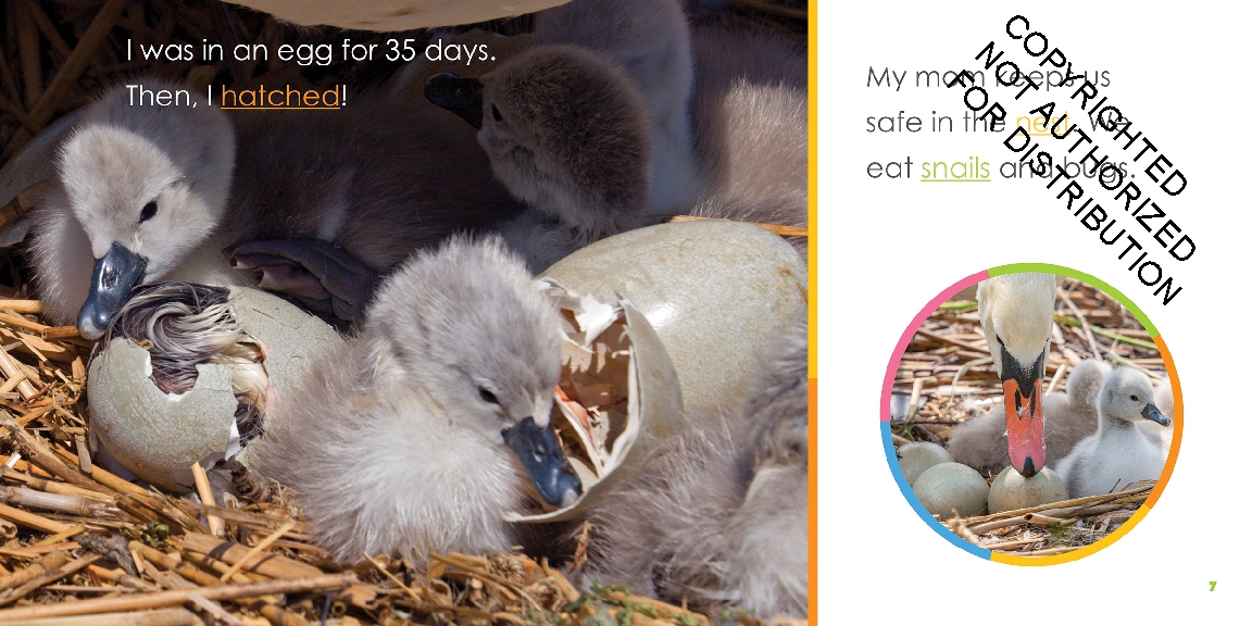 Baby Swans