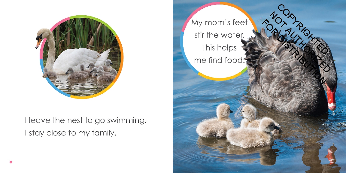 Baby Swans