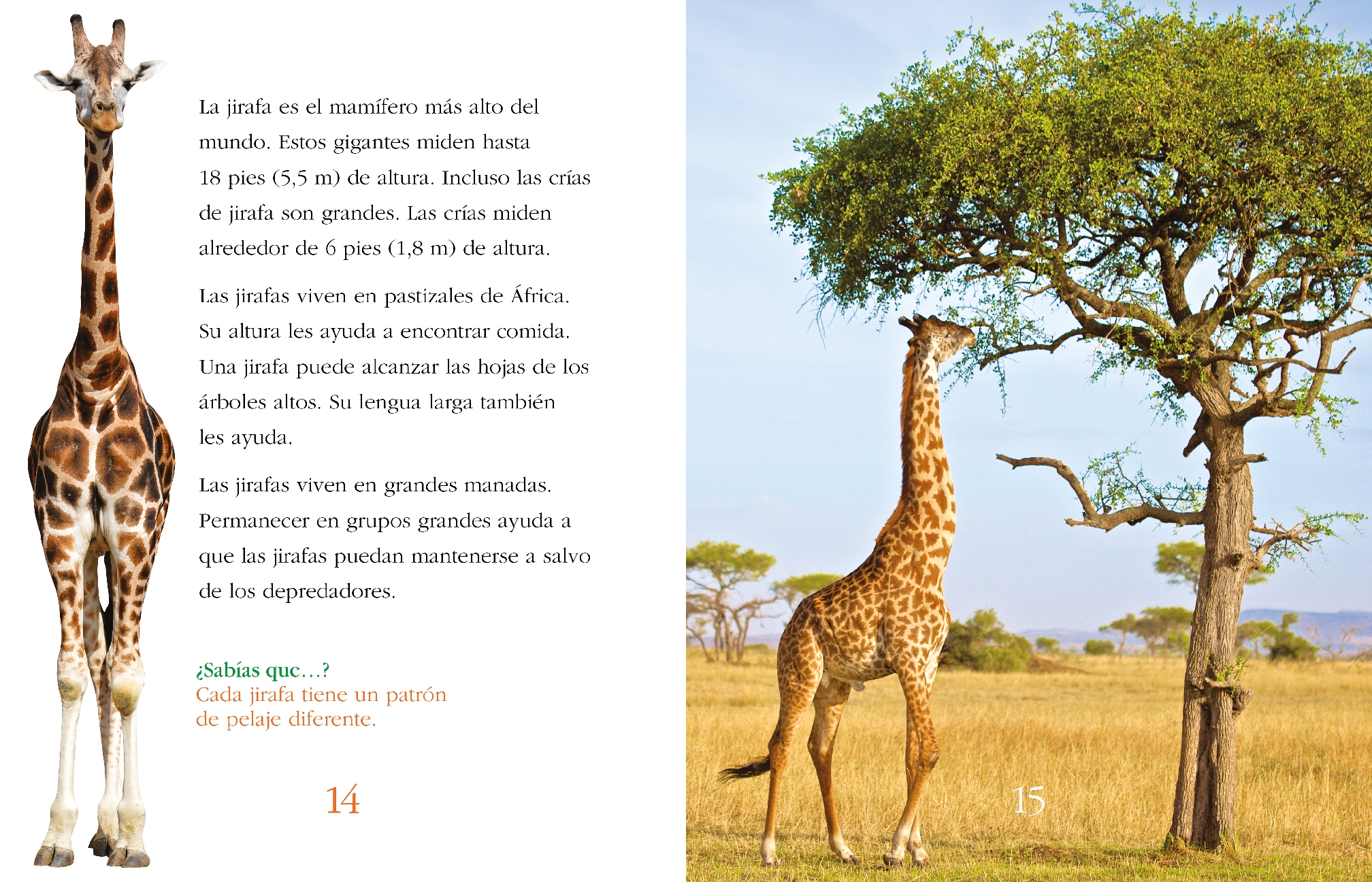Animales supercamuflados