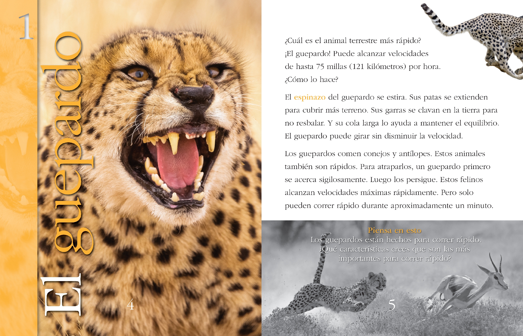 Animales superveloces
