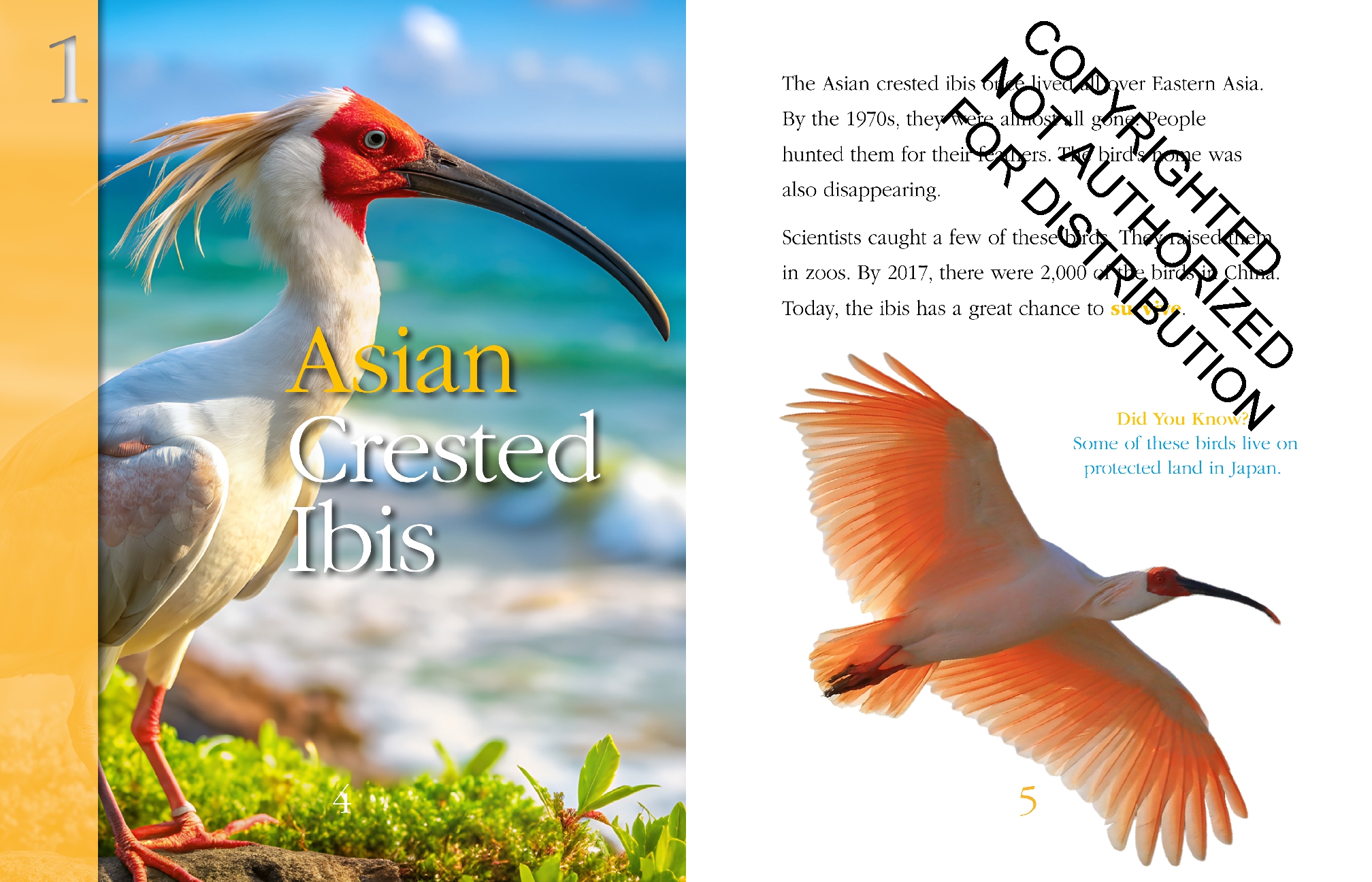 Birds: Back from the Brink
