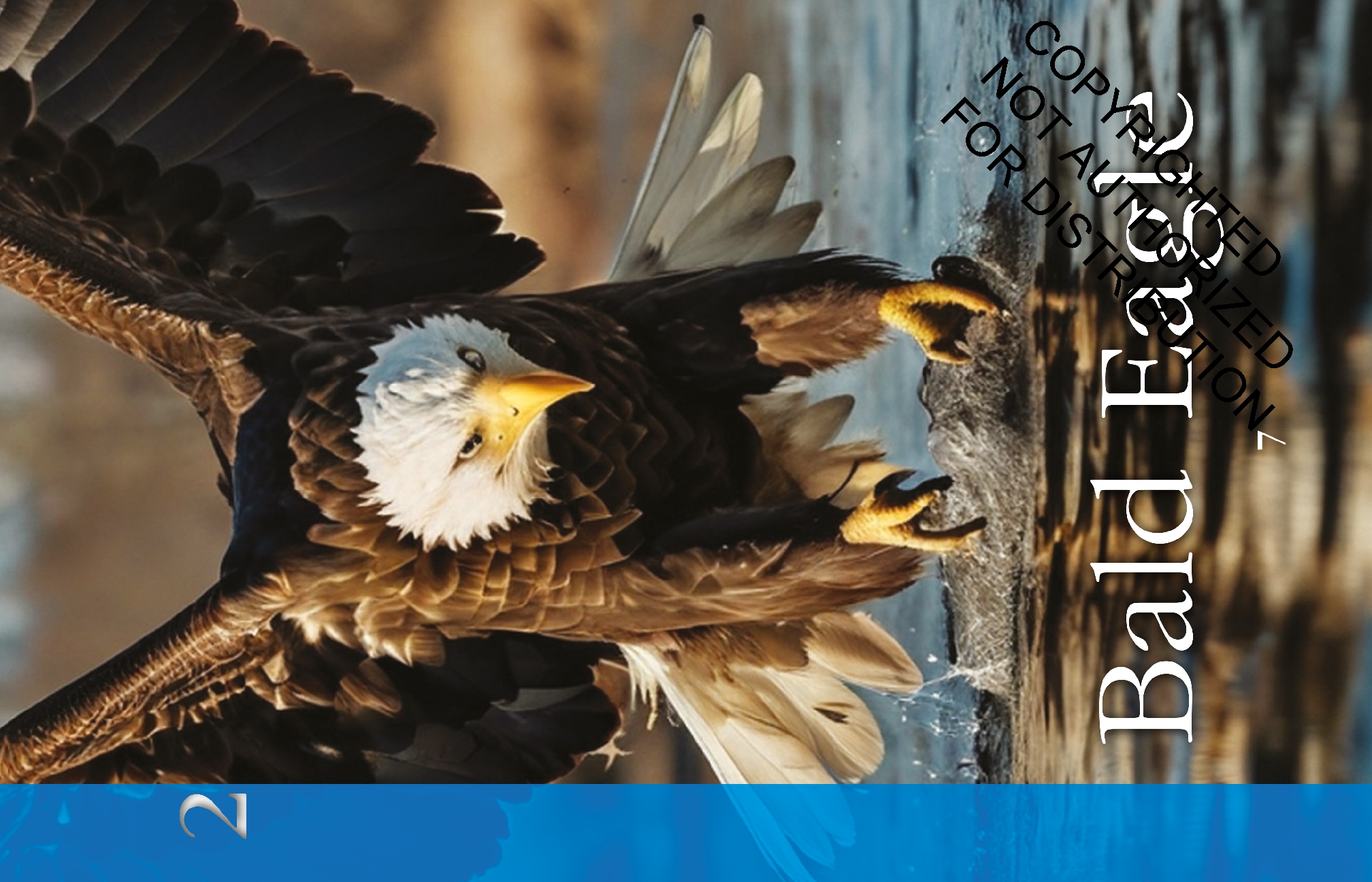 Birds: Back from the Brink