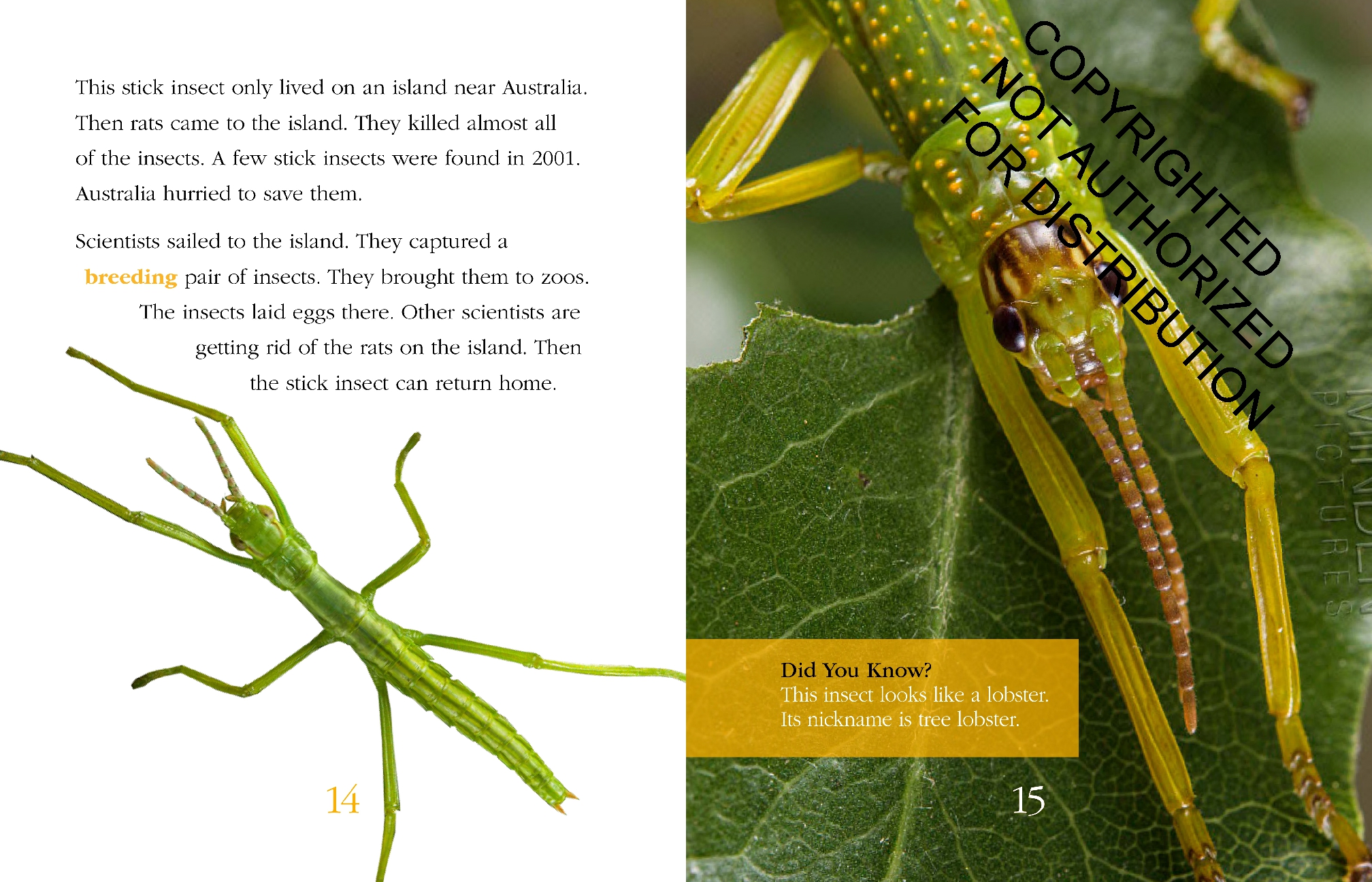 Insects: Back from the Brink