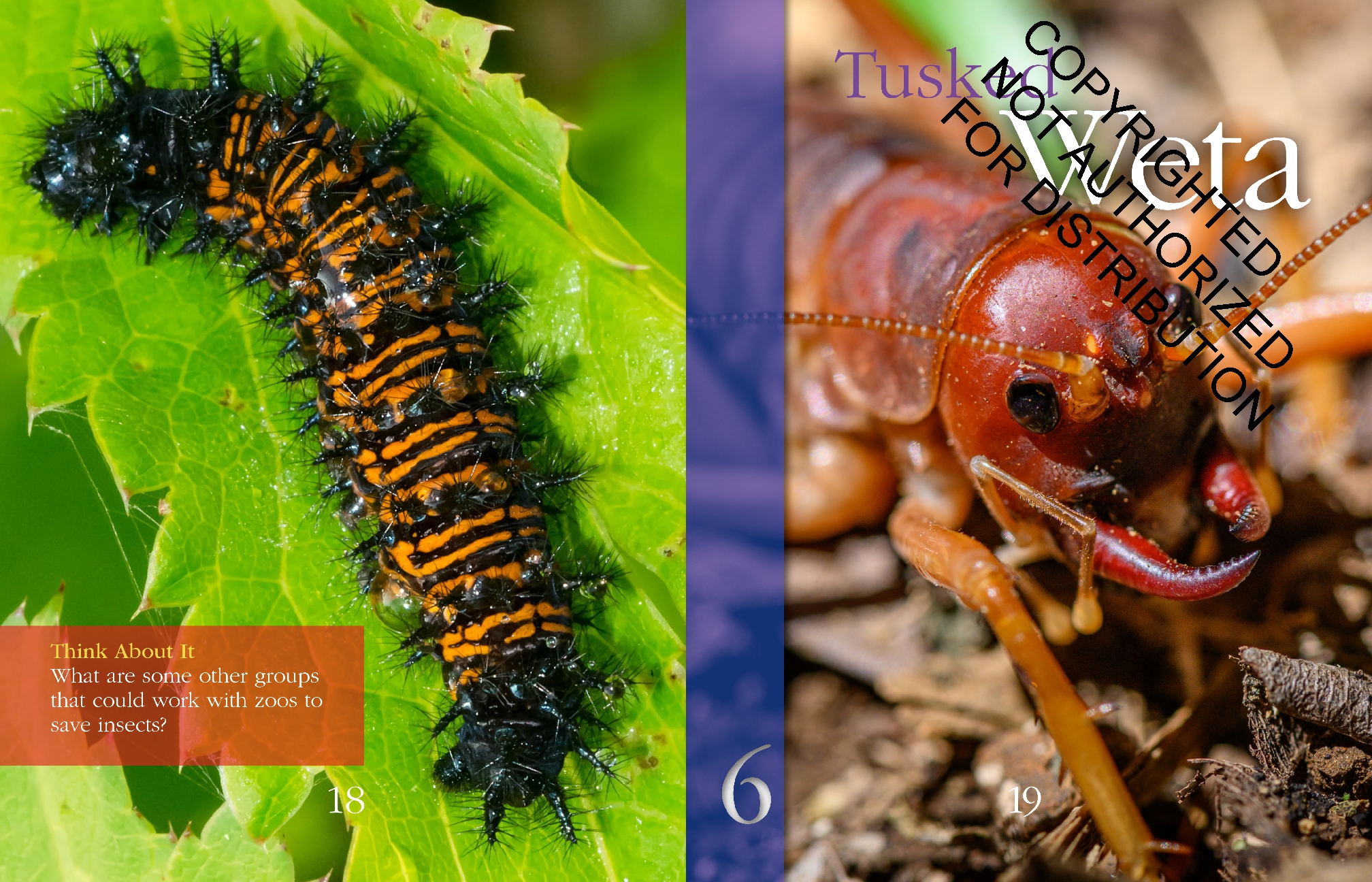 Insects: Back from the Brink