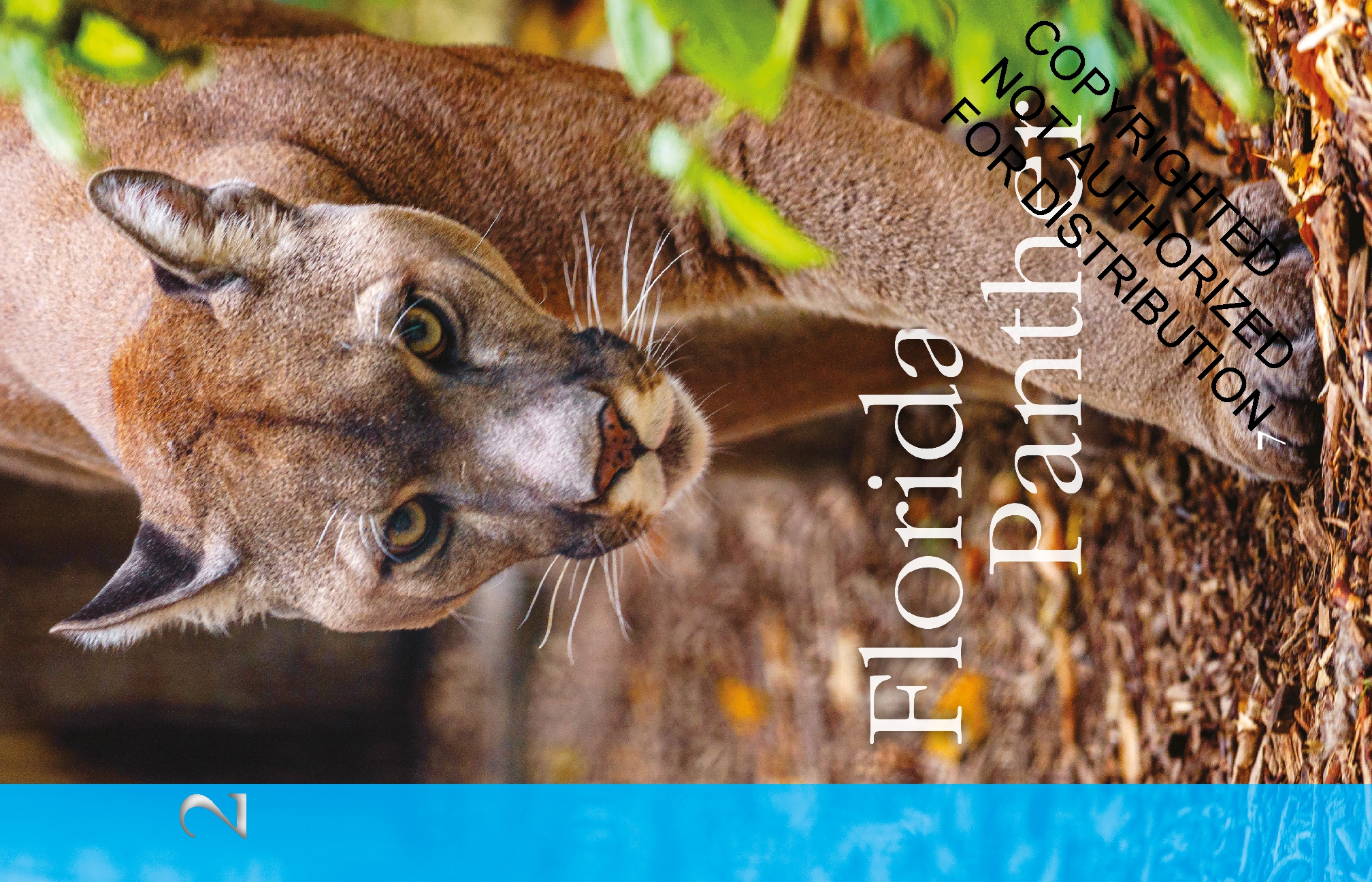 Mammals: Back from the Brink