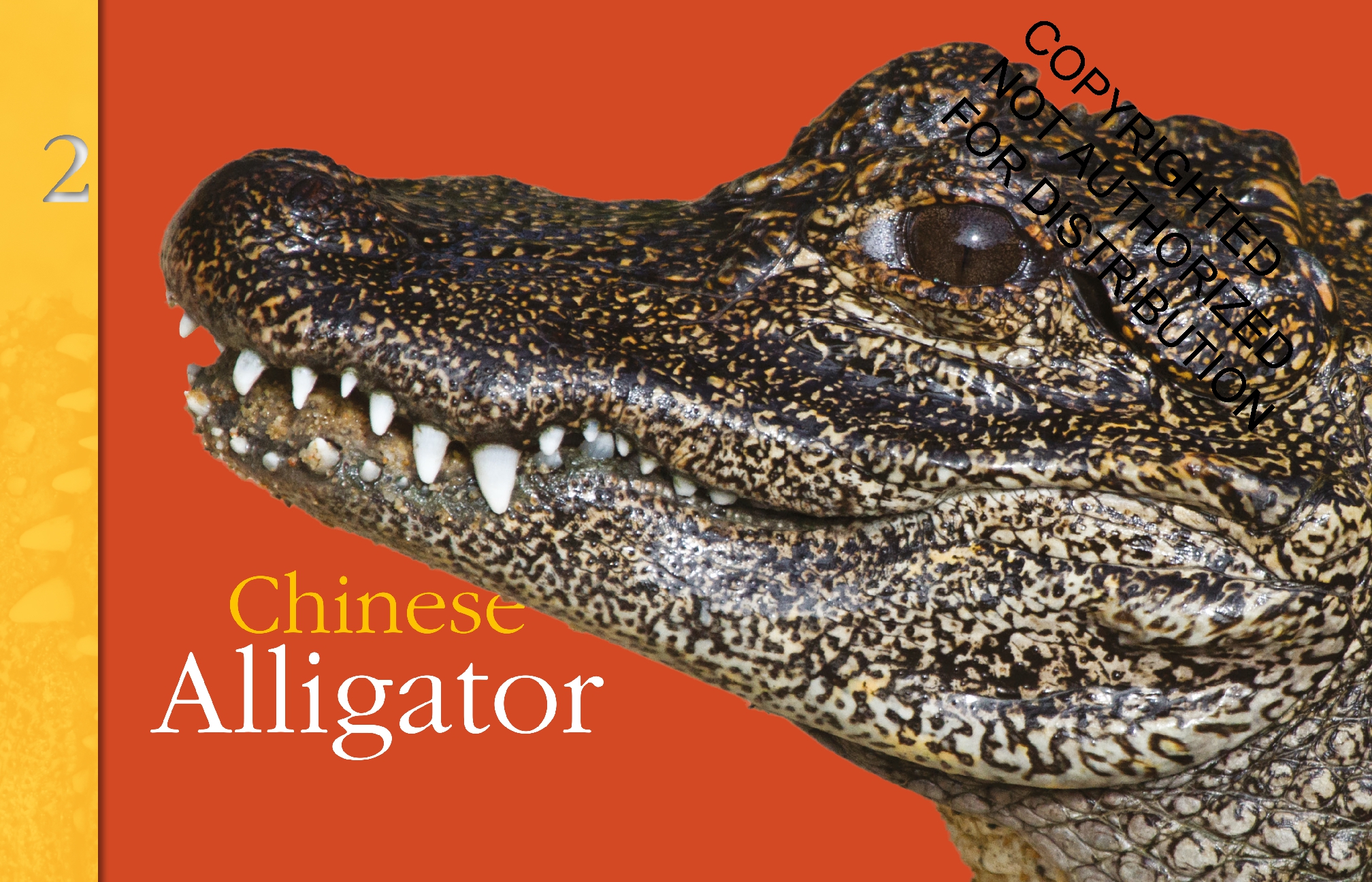Reptiles: Back from the Brink