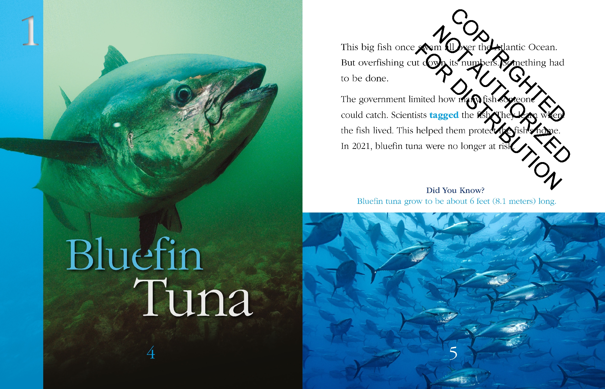 Sea Animals: Back from the Brink