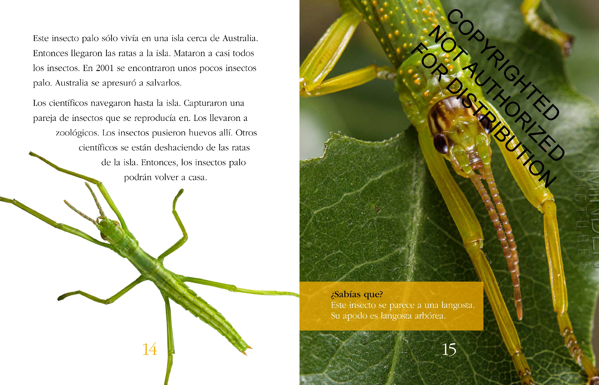 Los insectos: Salvados de la extinción